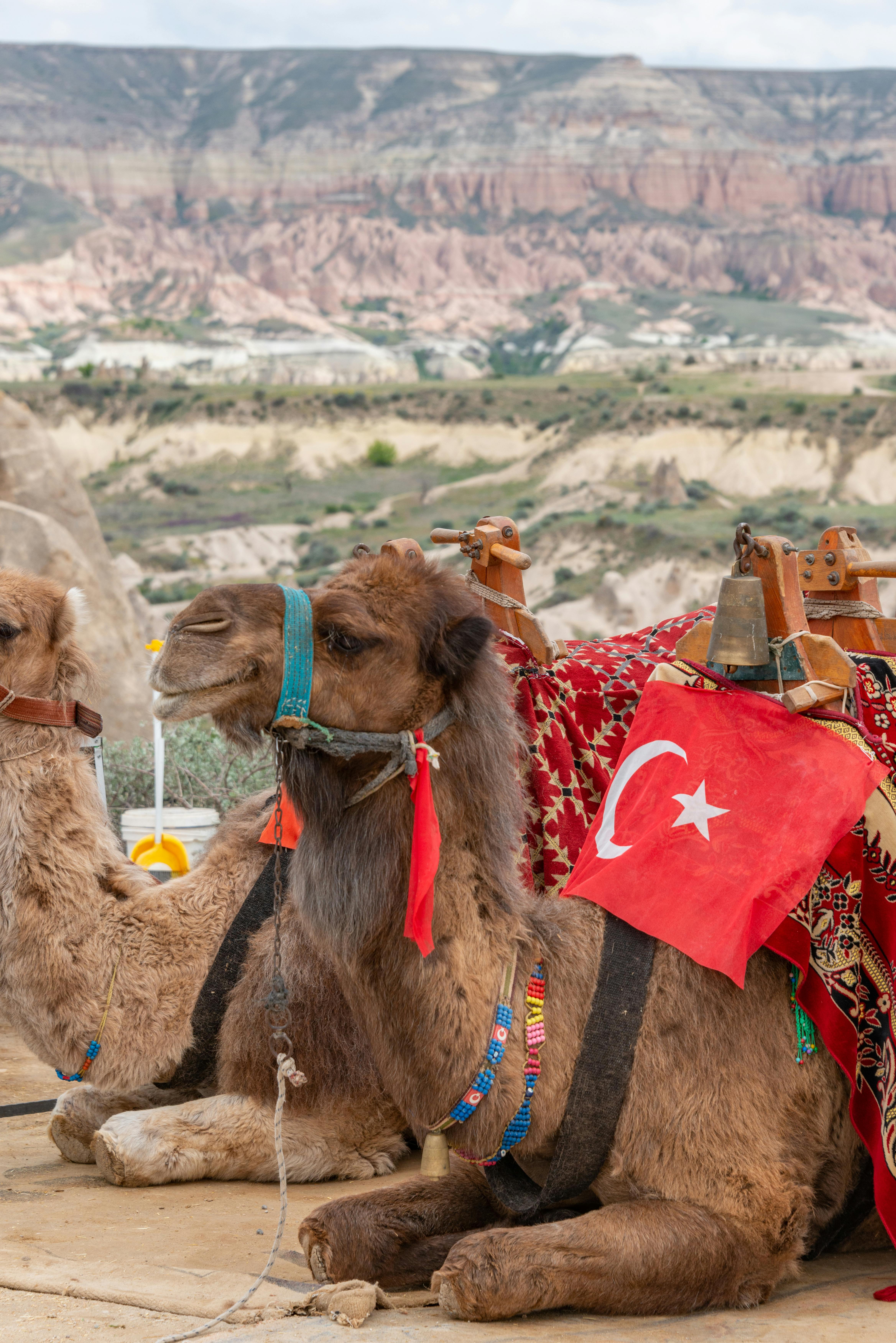 Camels Carrying Bags · Free Stock Photo