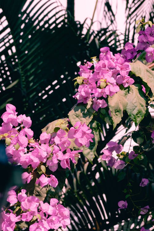 Foto stok gratis belukar, bunga-bunga, gugus