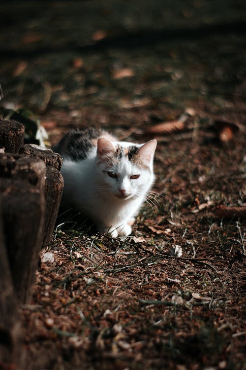 Cat Sitting on the Ground 