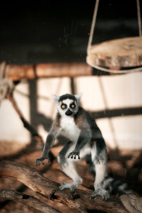 Free stock photo of animal pictures, cute, eye, fur, lemur, looking, mammal, outdoors, portrait, sit, tree, wildlife, wood, zoo Free stock photo of animal pictures, cute, eye, fur, lemur, looking, mammal, outdoors, portrait, sit, tree, wildlife, wood, zoo