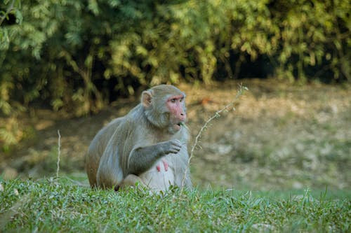 Photo of a Macaque Monkey 