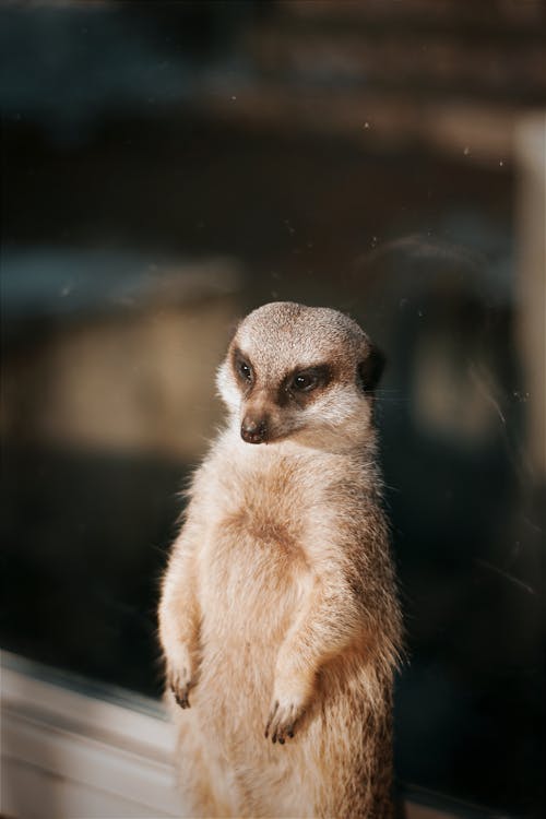 suricata suricatta, 動物, 垂直拍摄 的 免费素材图片