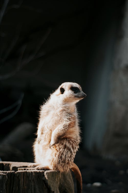 Suricate Standing on a Tree Trunk