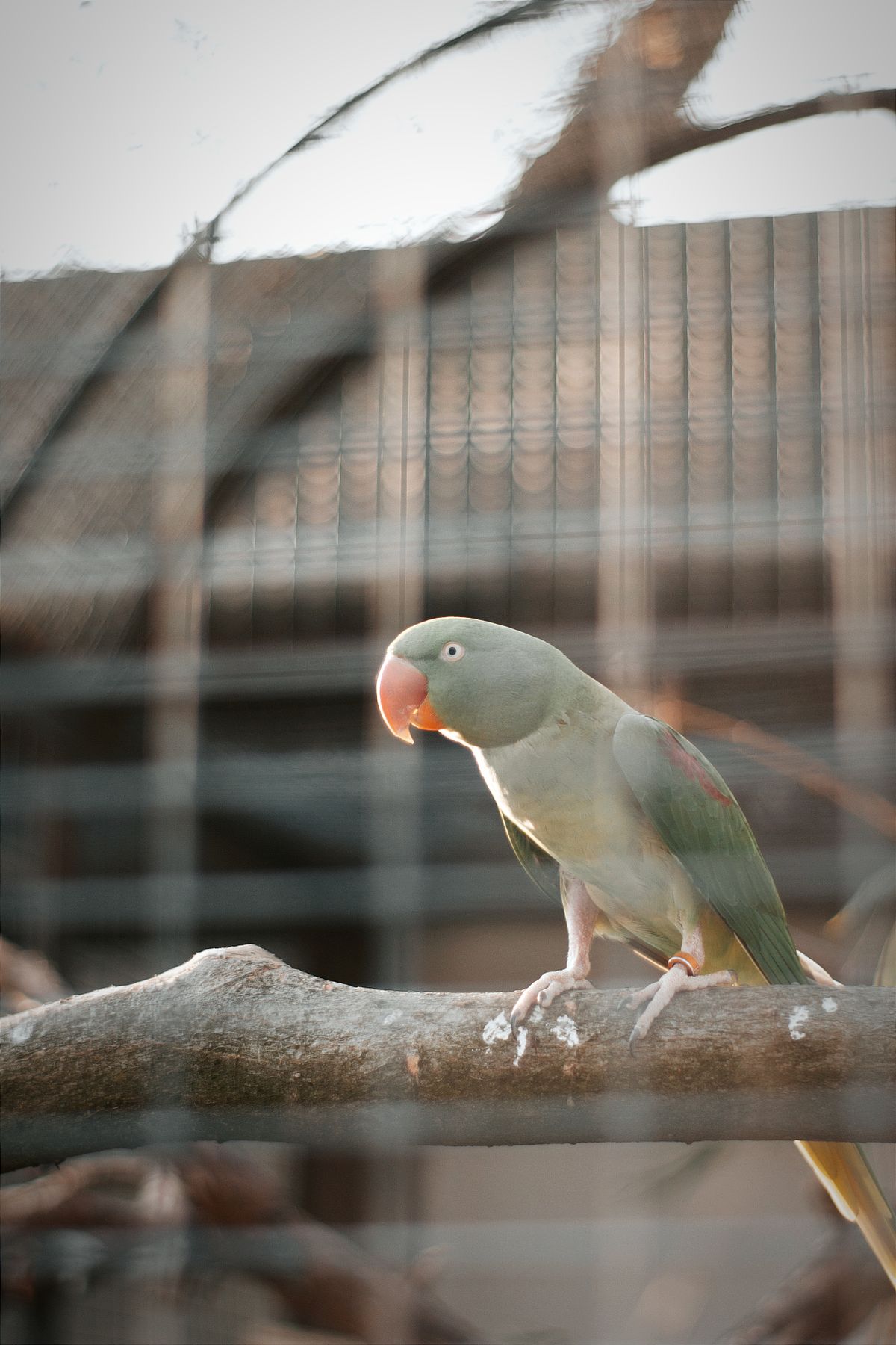 Photo inspiration: Gallery Detail: Alexandrine Parakeet Photos Download The Best Free Alexandrine Parakeet Stock