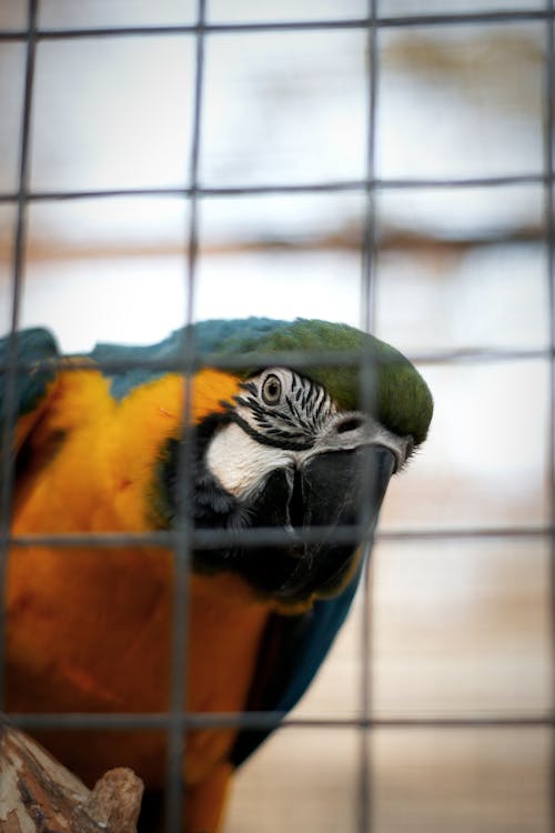 Macaw in a Cage 