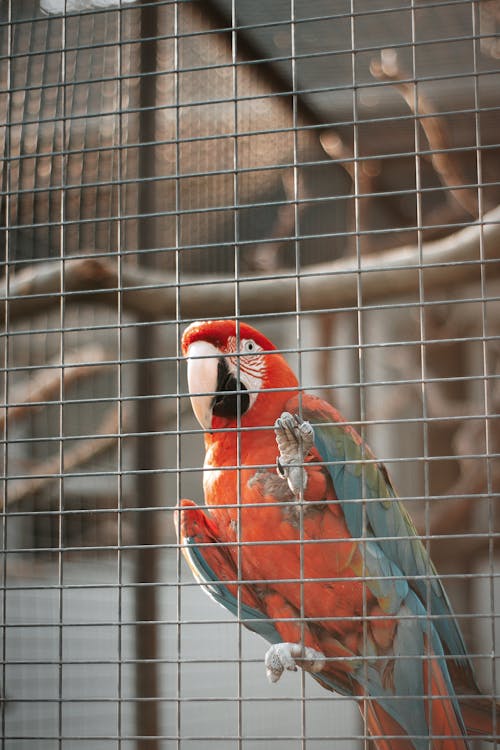 A Macaw in a Cage 