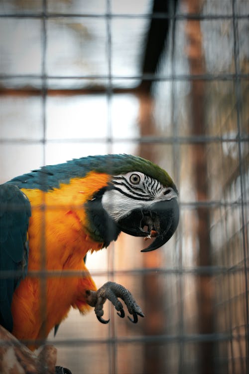 A Macaw in a Cage