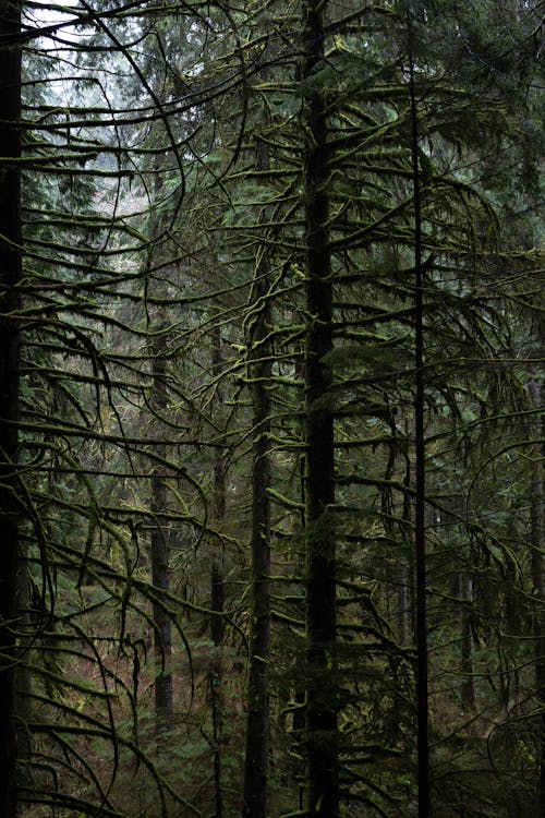 Immagine gratuita di alberi, foresta, paesaggio