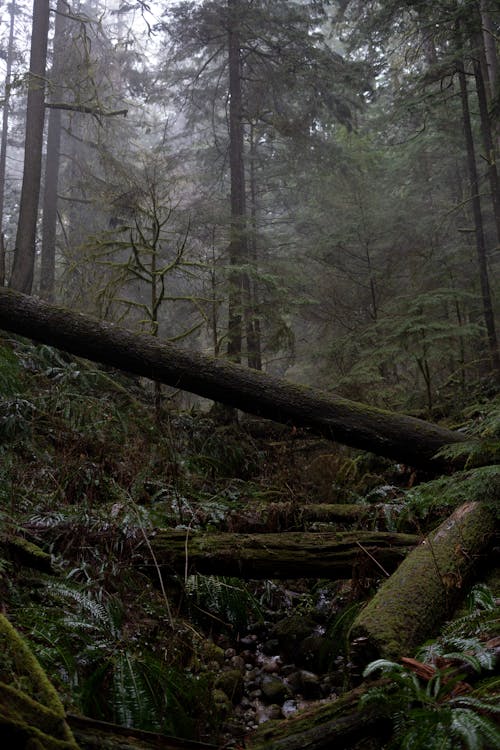 Základová fotografie zdarma na téma divočina, jehličnatý, krajina