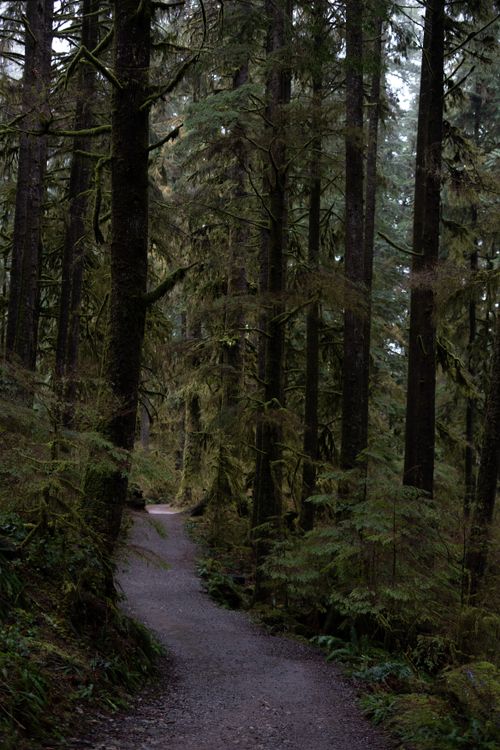 Free A tranquil forest path winds through tall conifer trees, offering a peaceful retreat. Stock Photo