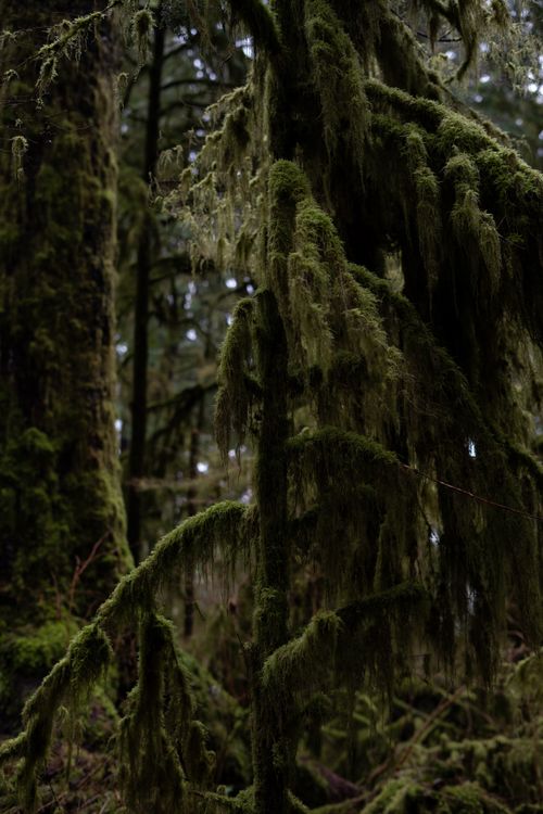 Free Lush moss-covered trees in a serene, dense forest during daytime. Stock Photo