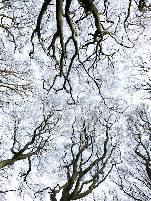 Tree Branches Against Sky