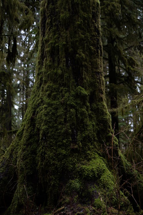 Immagine gratuita di alberi, foresta, muschio