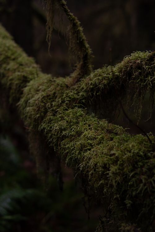 Free Close-up of a moss-covered branch, captured in a shadowy forest setting. Stock Photo