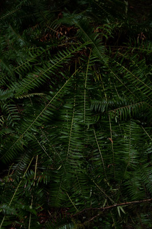 Close up of Green Bush