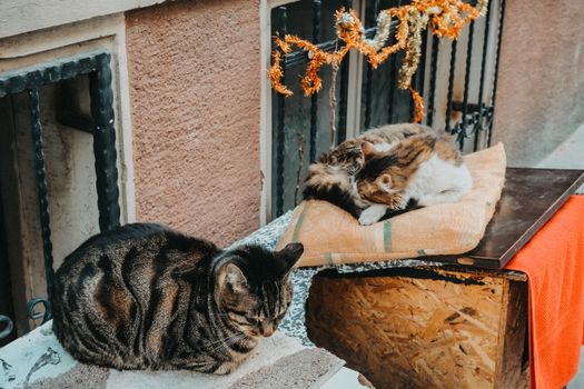Free stock photo of animal, cat, cats
