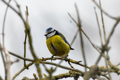 Close-up of an Eurasian Blue Tit Sitting on a Tree Branch 