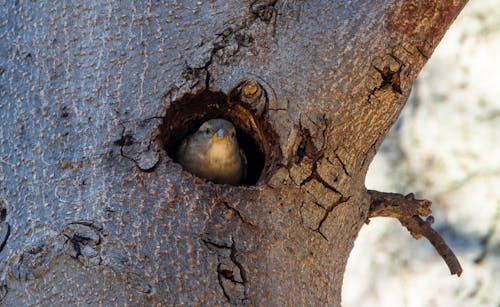 Bird in a Tree Hollow 