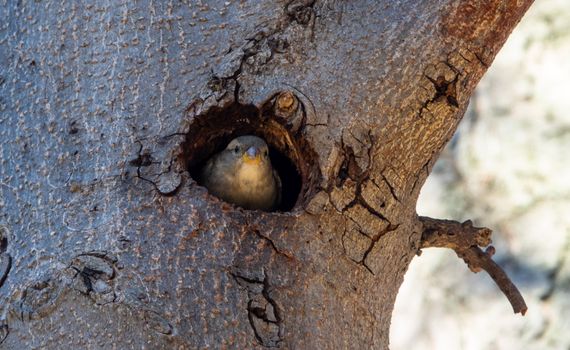bird looking out a hole in a tree