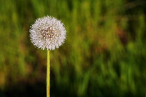 Free A detailed close-up of a dandelion clock against a green, blurred meadow background. Stock Photo