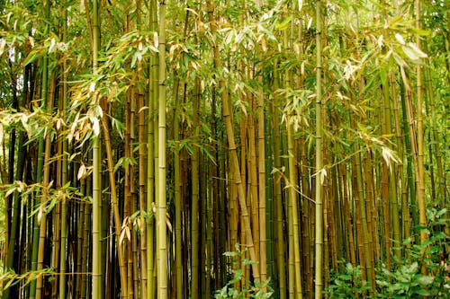 Photo of a Bamboo Forest 