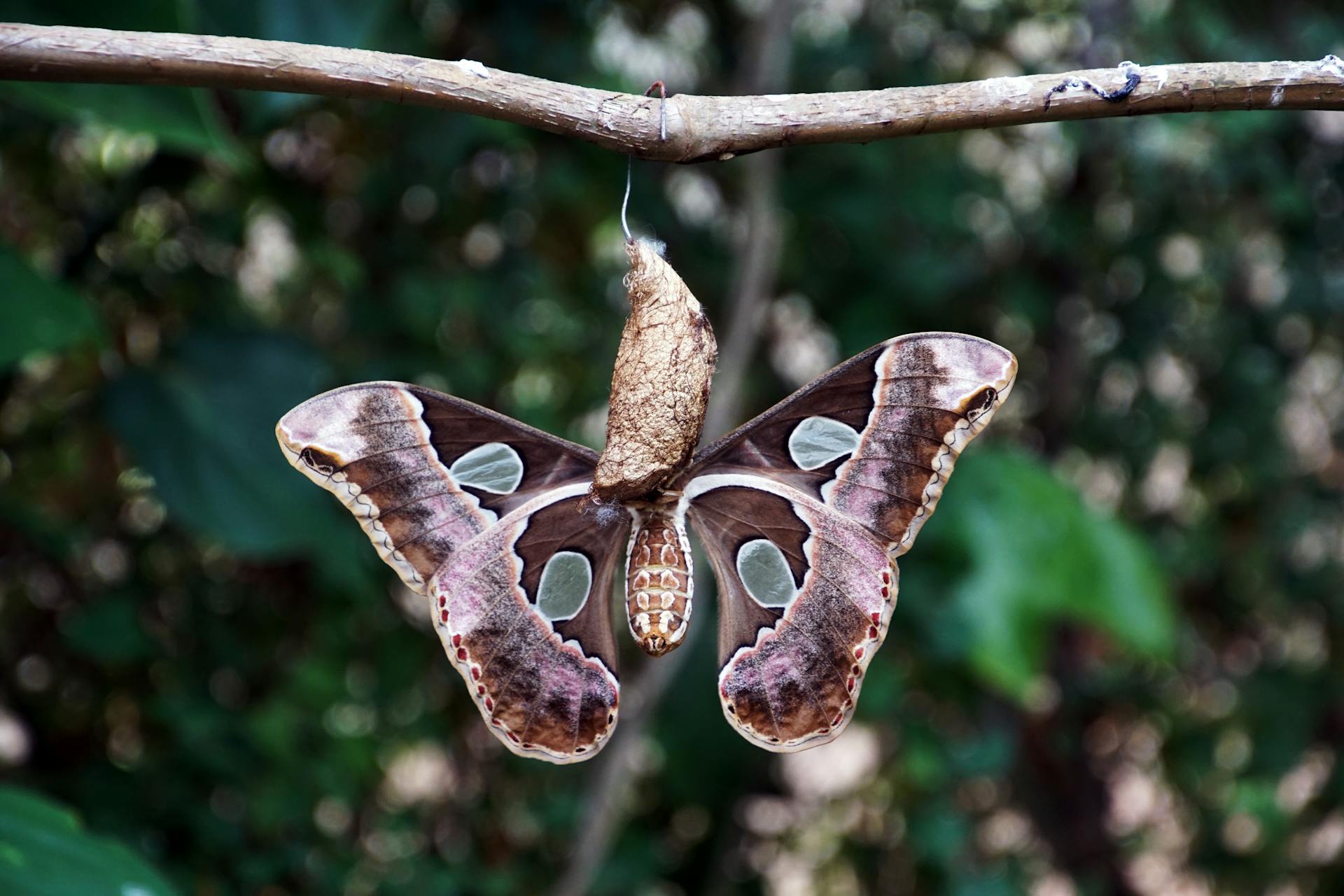 Detailed image of an Atlas moth (Attacus atlas) emerging from its cocoon on a branch outdoors.