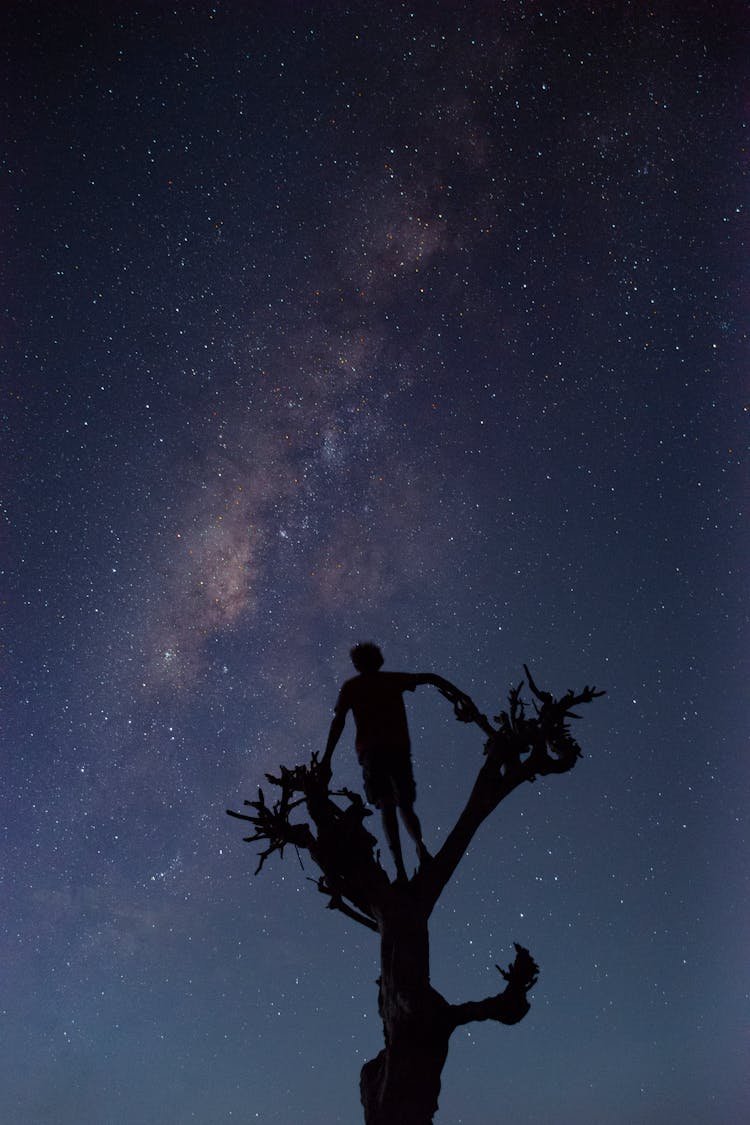 Silhouette Of A Person Standing On Top Of A Tree Looking Up At Starry Night Sky