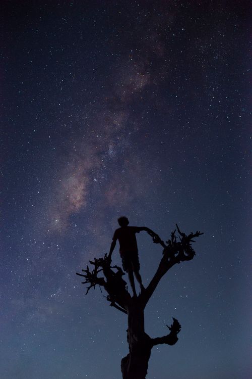 Free A silhouette of a person standing on a tree under a starry night sky with the Milky Way in Colombo, Sri Lanka. Stock Photo