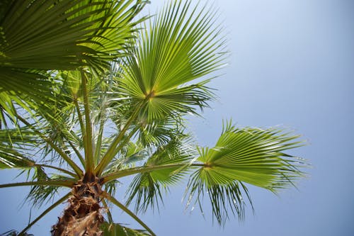 Low Angle Shot of a Palm Tree 