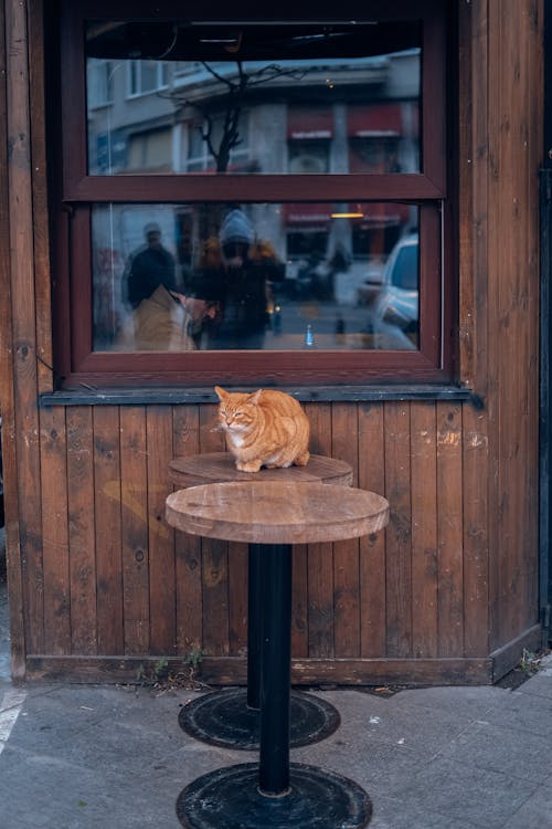 Ginger Cat Sitting on the Table 