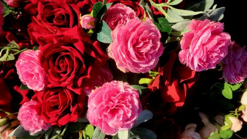 Free Roses Background Stock Photo