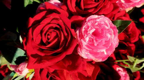 Free Roses Background Stock Photo