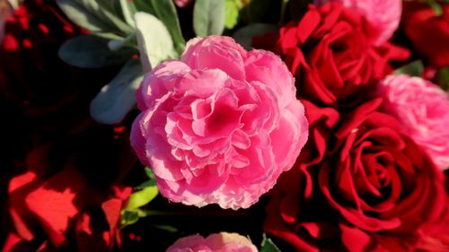 Free Roses Background Stock Photo