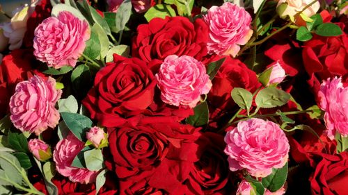 Free Roses Background Stock Photo