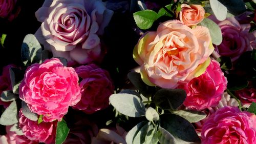 Free Roses Background Stock Photo