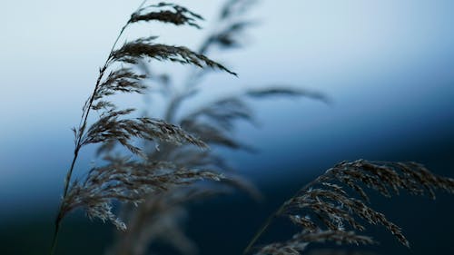 Close-up of Dry Grass Flower 