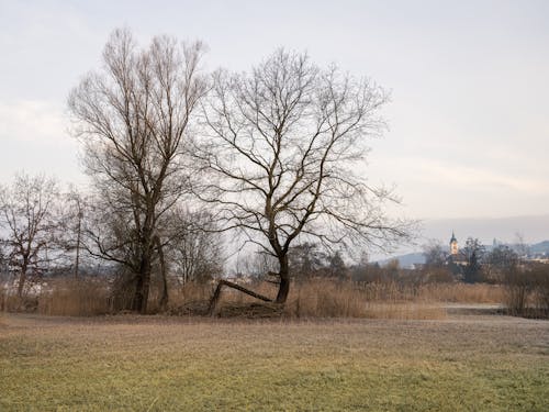 Trees and Grass Meadow with Town behind