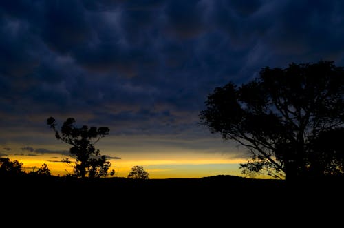 Trees Silhouette during Sunset