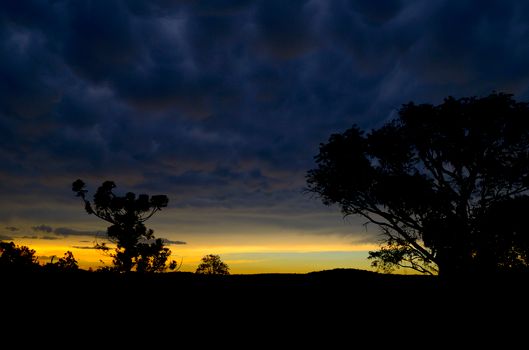 Captivating silhouette of trees under a dramatic, cloud-filled sky during dusk.
