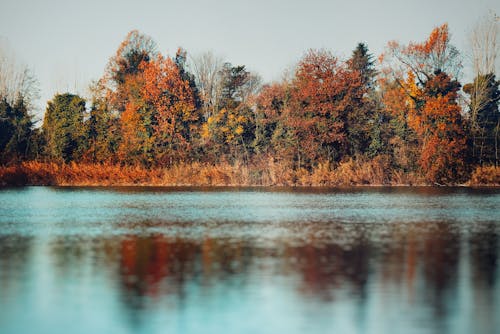 Autumn Forest by the Lake