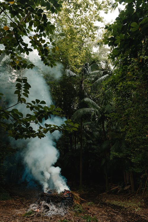 Foto d'estoc gratuïta de arbre, bosc, foc