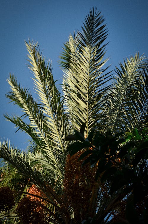 Photo of a Palm Tree Against the Blue Sky
