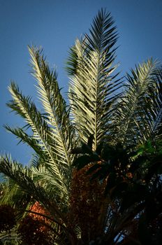 Vibrant palm trees in Türkiye set against a clear blue sky, showcasing tropical beauty.