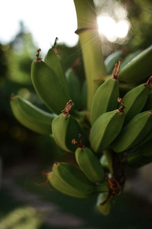 Free A close-up of green bananas in sunlight, capturing a tropical and fresh feel in Türkiye. Stock Photo