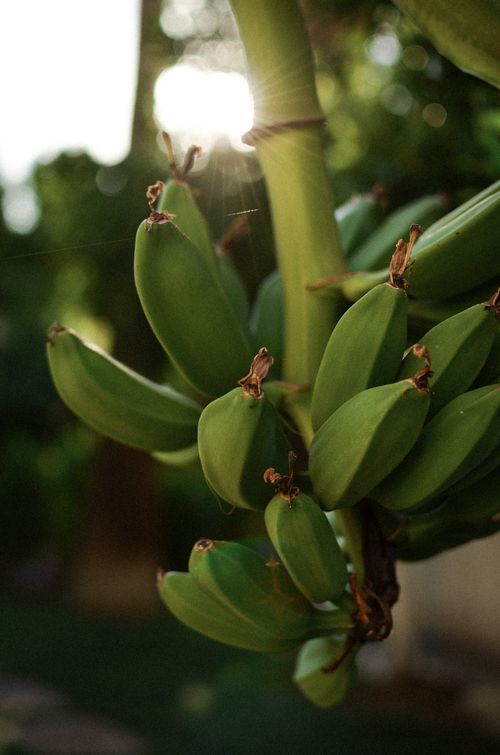 Free Cluster of fresh green bananas hanging on a tree in the sunlight, Türkiye. Stock Photo