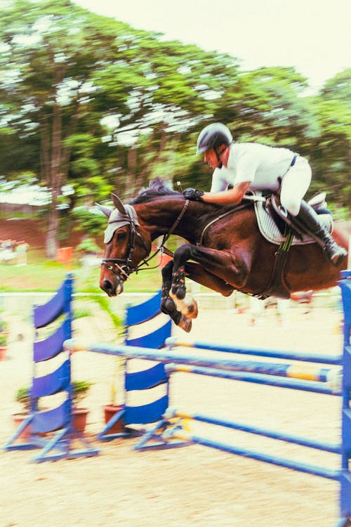 Jovem mostra pulando com cavalo - Fotos de arquivo #14932093