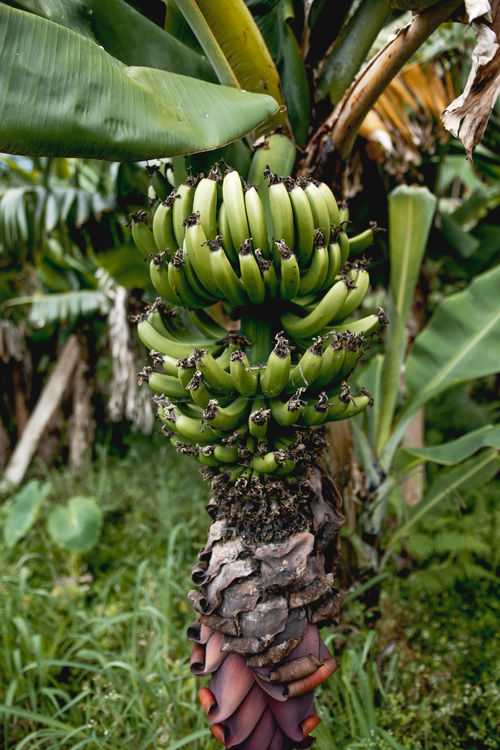 Free Close-up of a banana tree with vibrant green bananas in a tropical plantation setting. Stock Photo