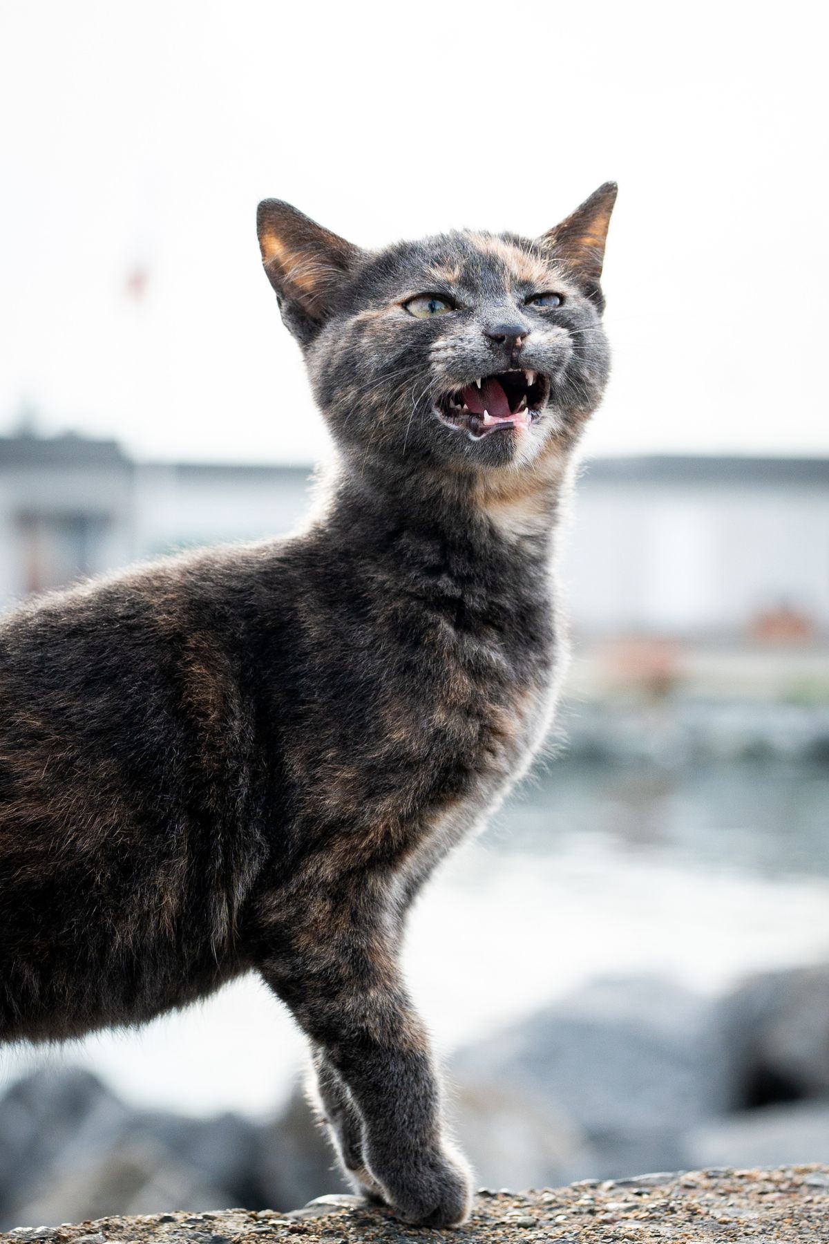 Chat qui miaule beaucoup ou la nuit : comprendre ce qui change vraiment
