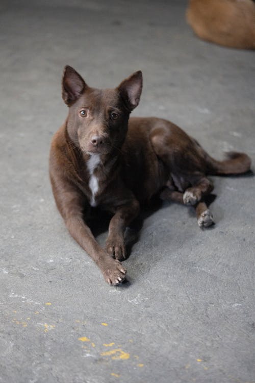 Dog Lying Down on Ground