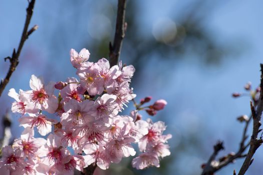Delicate pink cherry blossoms on twigs against a clear blue sky, epitomizing spring beauty.